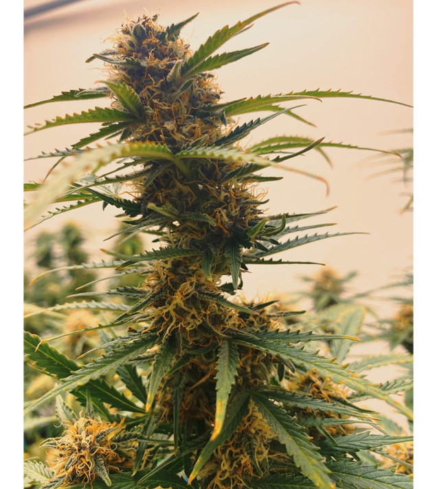 Auto Mazar Skunk SALDI