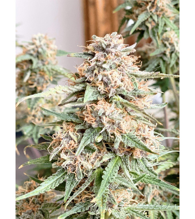 Auto Mazar Skunk SALDI