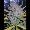 Auto Cheese XL SALDI