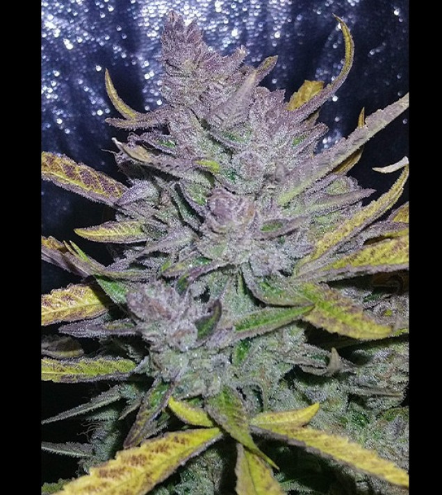 Auto Cheese XL SALDI