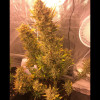 Auto Cheese XL SALDI