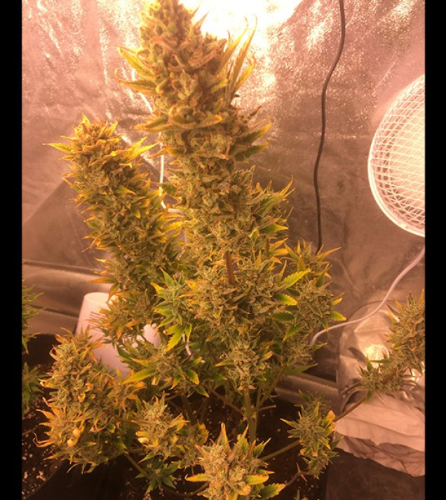 Auto Cheese XL SALDI