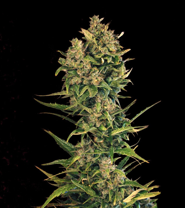 Auto Cheese XL SALDI
