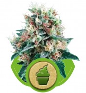 Royal Creamatic SALDI