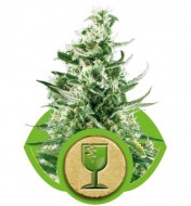 Royal Critical Automatic SALDI