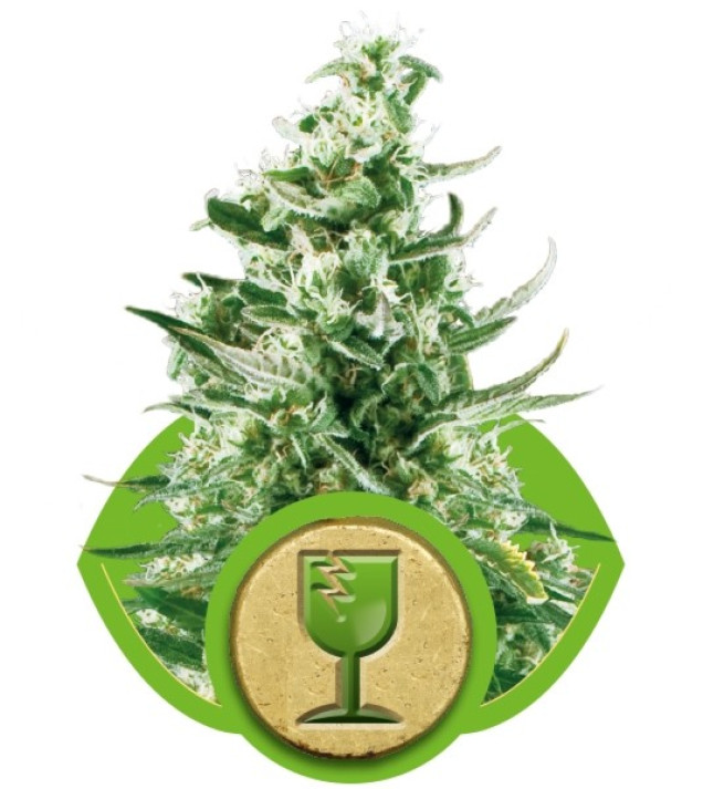Royal Critical Automatic SALDI
