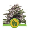 Royal Gorilla Automatic SALDI