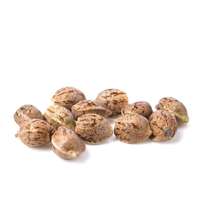 Hash Plant SALDI