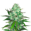 Hash Plant SALDI