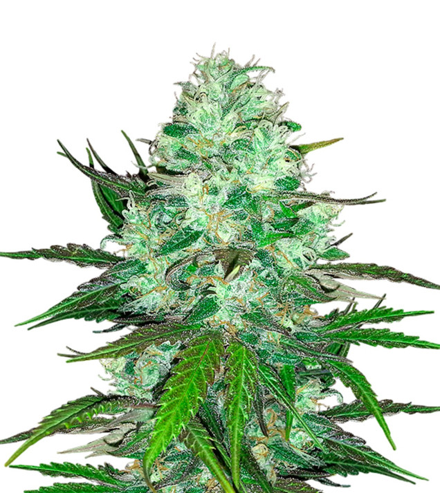 Hash Plant SALDI