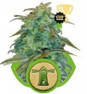 Royal Haze Automatic SALDI