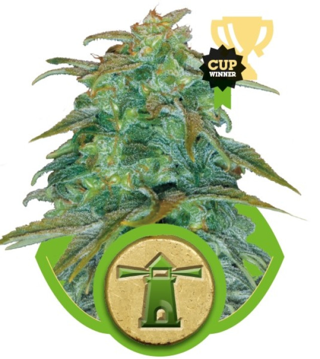 Royal Haze Automatic SALDI