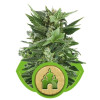 Royal Kush Automatic SALDI