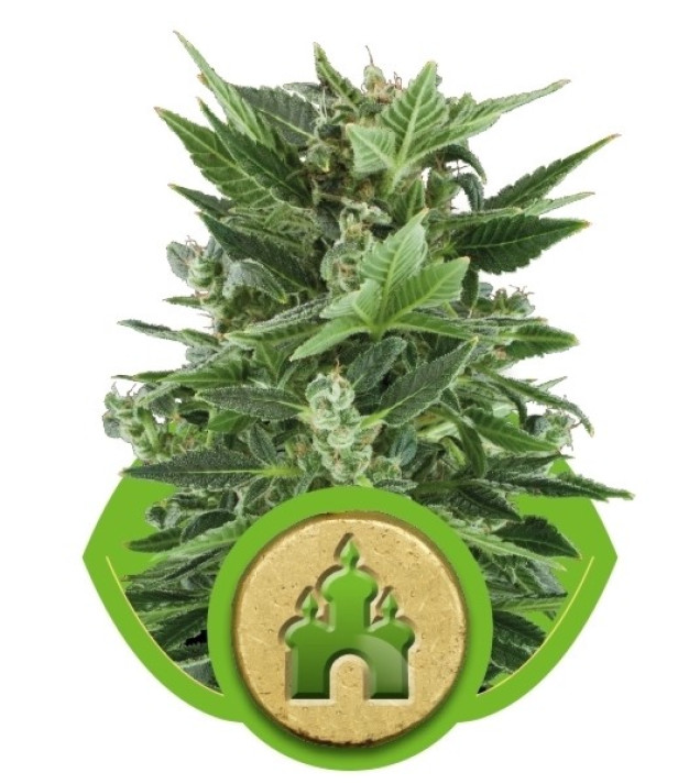 Royal Kush Automatic SALDI