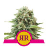 Royal Runtz SALDI