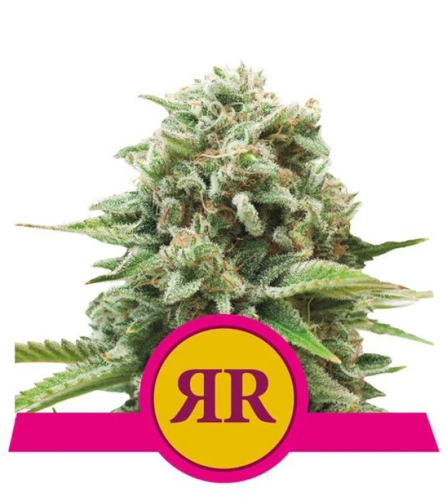 Royal Runtz SALDI