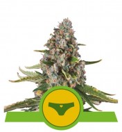 Sherbet Queen Automatic SALDI