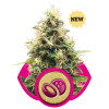 Somango XL SALDI