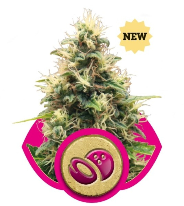 Somango XL SALDI