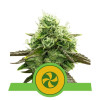 Sweet ZZ Auto SALDI