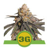 Triple G Auto SALDI