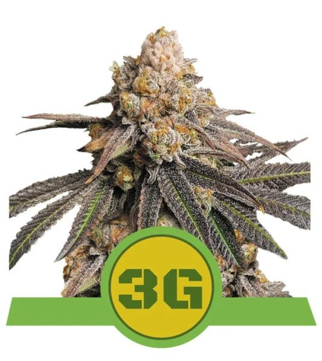 Triple G Auto SALDI