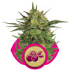 Haze Berry SALDI
