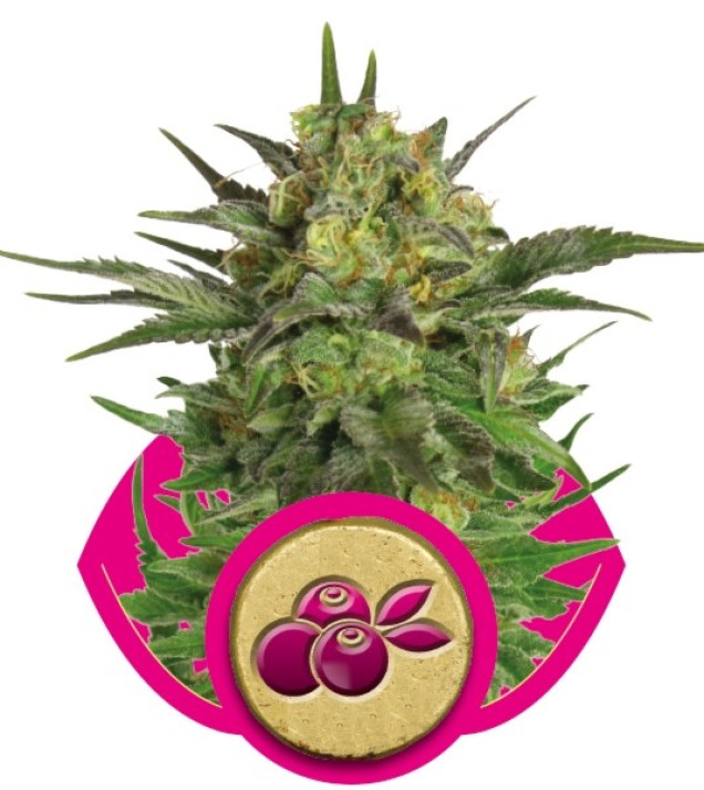 Haze Berry SALDI
