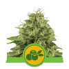 Haze Berry Auto SALDI