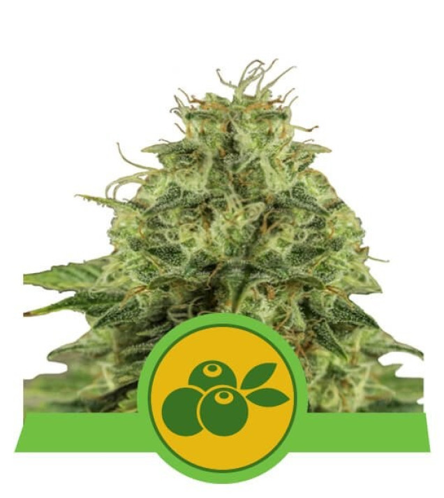 Haze Berry Auto SALDI