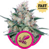 Honey Cream Fast Flowering SALDI