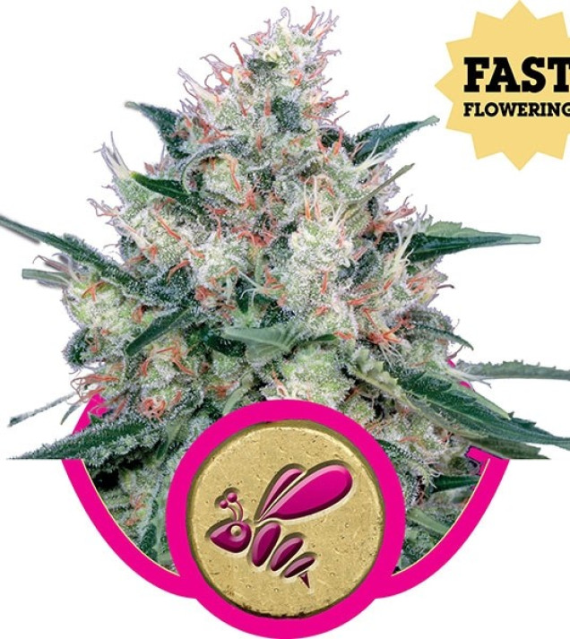 Honey Cream Fast Flowering SALDI