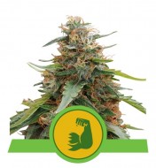 Hulkberry Auto SALDI