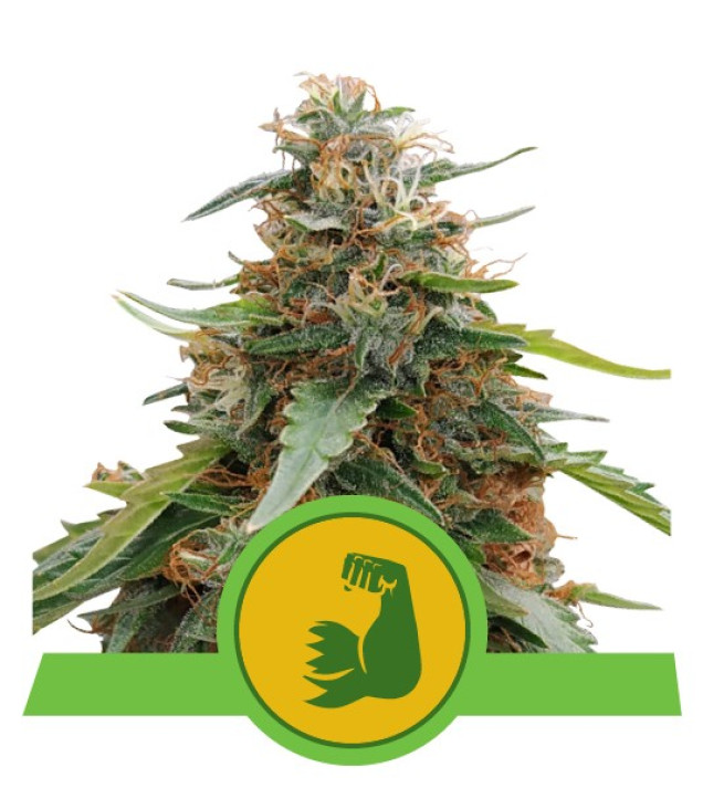 Hulkberry Auto SALDI