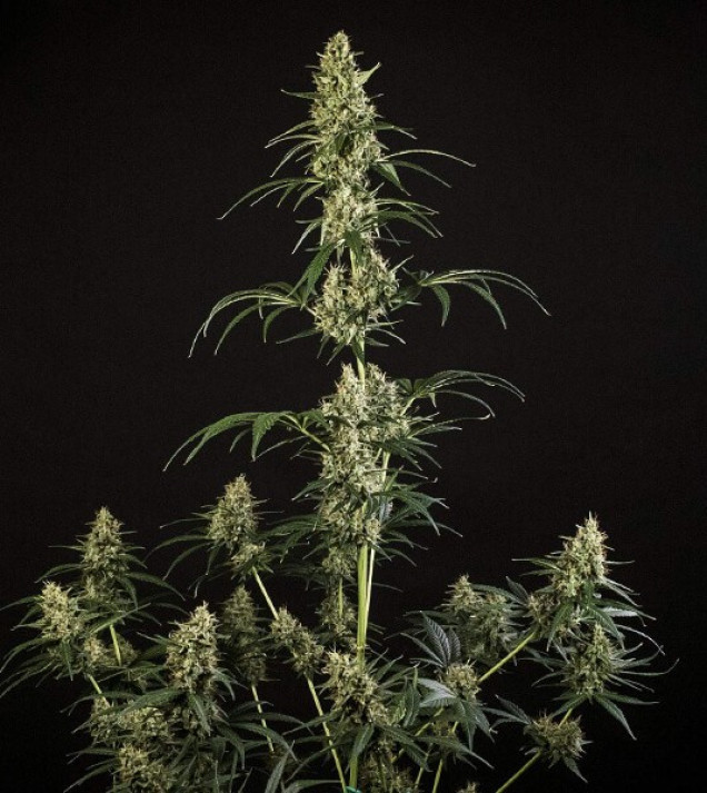 Hulkberry Auto SALDI