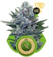 Northern Light Automatic SALDI