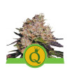 Purple Queen Auto SALDI