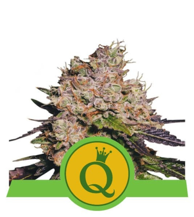 Purple Queen Auto SALDI