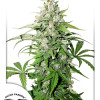Auto Cinderella Jack SALDI