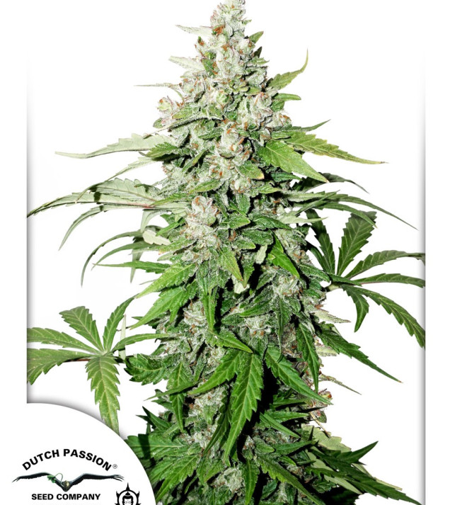 Auto Cinderella Jack SALDI