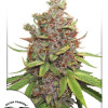 Auto Glueberry O.G. SALDI
