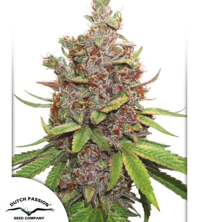 Auto Glueberry O.G. SALDI