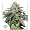 Auto Skywalker Haze SALDI