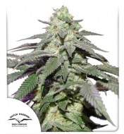 Auto Skywalker Haze SALDI