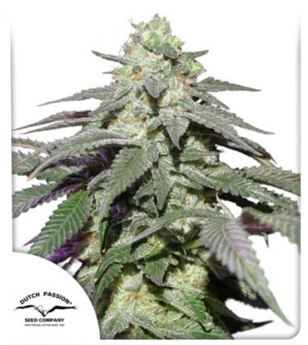 Auto Skywalker Haze SALDI