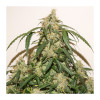 Auto Skywalker Haze SALDI