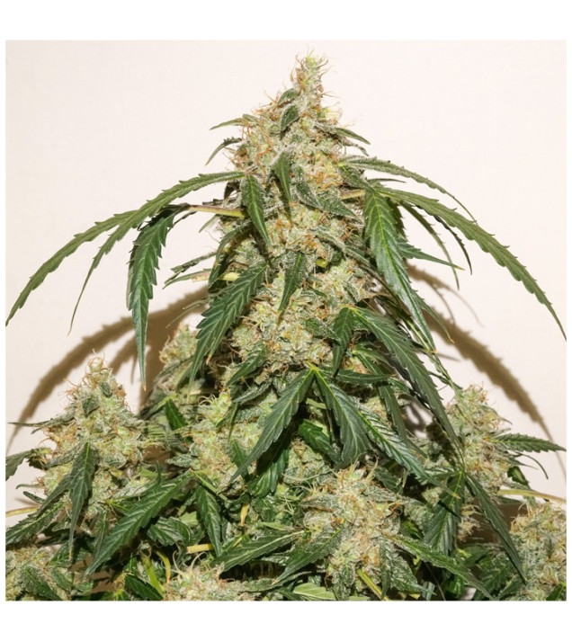 Auto Skywalker Haze SALDI