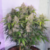 Auto Skywalker Haze SALDI