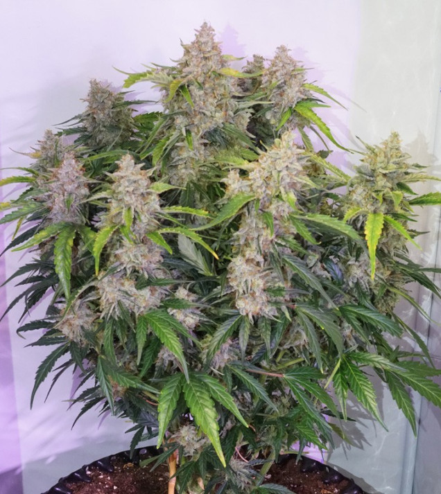 Auto Skywalker Haze SALDI
