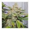 Auto Skywalker Haze SALDI